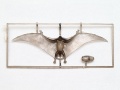 Zdjęcie dodatkowe produktu Pteranodon (Pterozaur) 1:35 Tamiya 60204