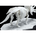 Zdjęcie dodatkowe produktu Szkielet Triceratopsa (Dinozaur) Bandai 61660