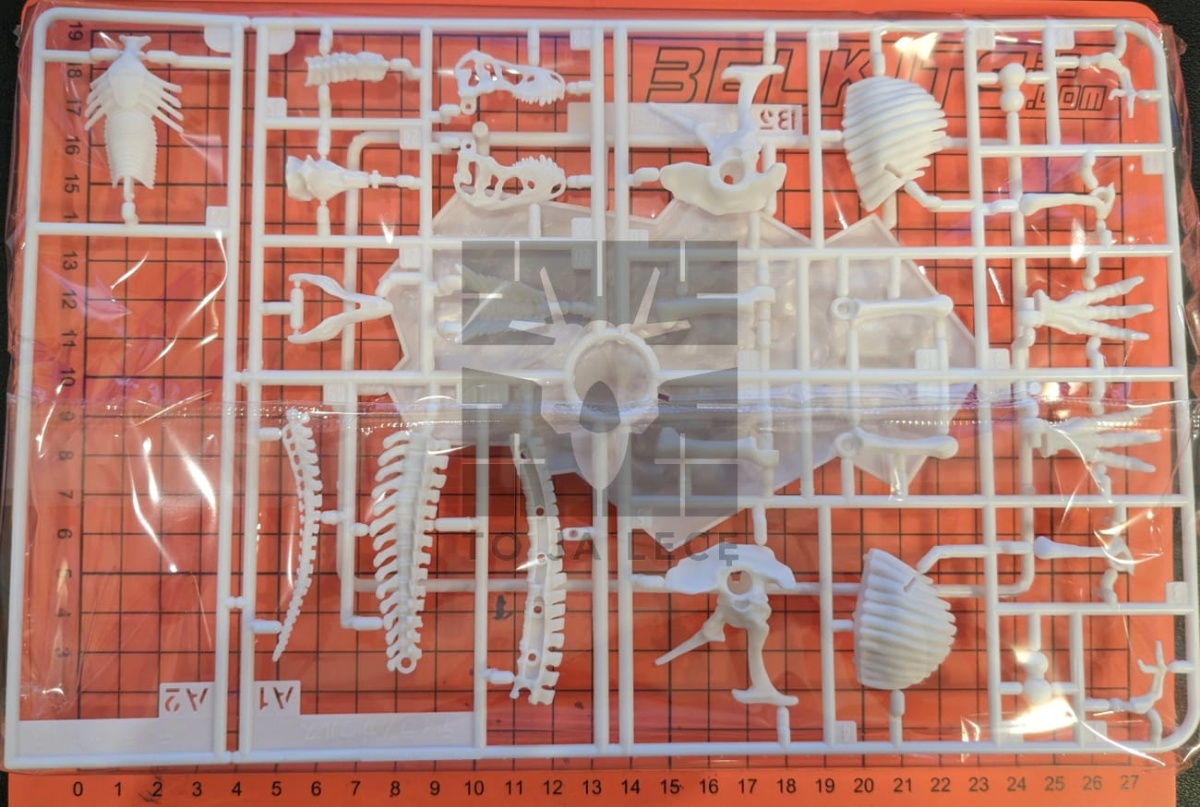 Zdjęcie dodatkowe produktu Szkielet Tyranozaura (Dinozaur) Bandai 61659 Tyrannosaurus